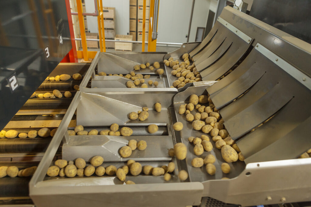 Een speciale triltafel verenkelt de aardappelen voordat ze op de rollen terecht komen.